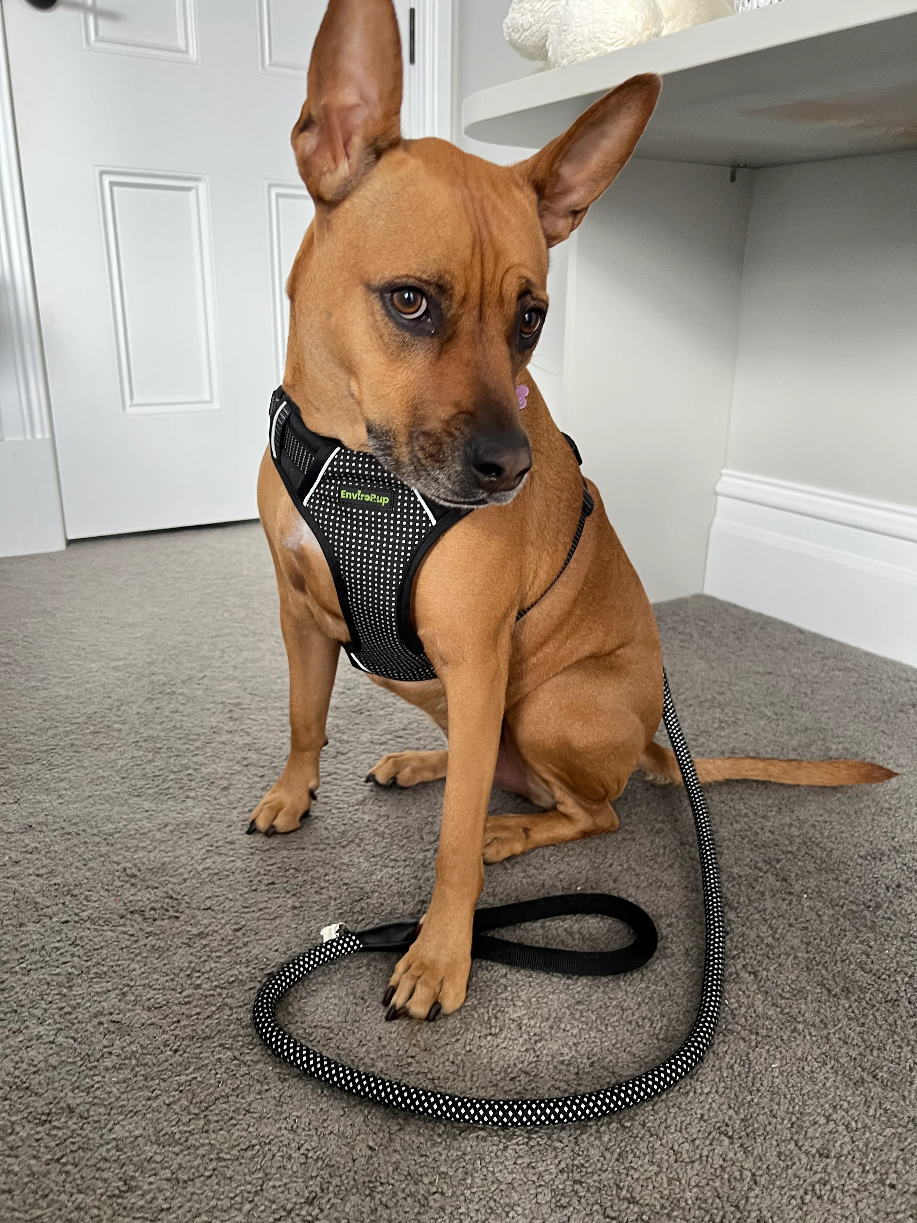 EnviroPup Classic Dog Harness – With Metal Tag - Image 4